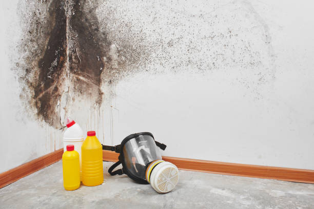 Best Certified Mold Removal  in Port Dickinson, NY