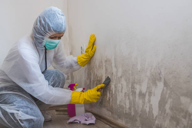 Best Toxic Mold Removal  in Port Dickinson, NY