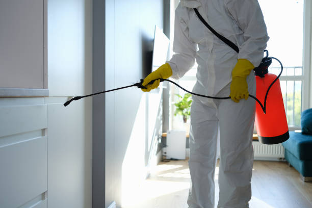 Professional Mold Removal in Port Dickinson, NY