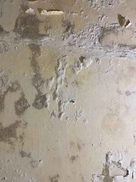 Best Black Mold Removal  in Port Dickinson, NY