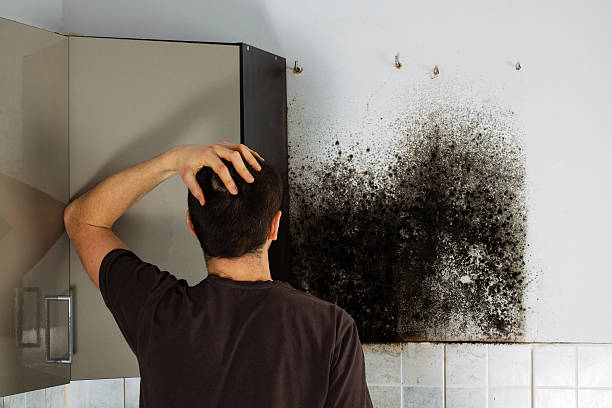 Best Mold Removal Near Me  in Port Dickinson, NY